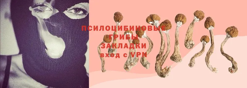 Псилоцибиновые грибы Psilocybine cubensis Данков